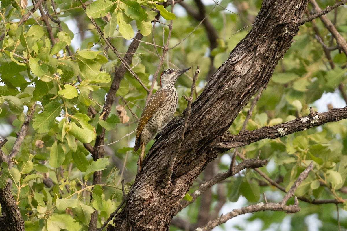 Golden-tailed Woodpecker - ML525914881