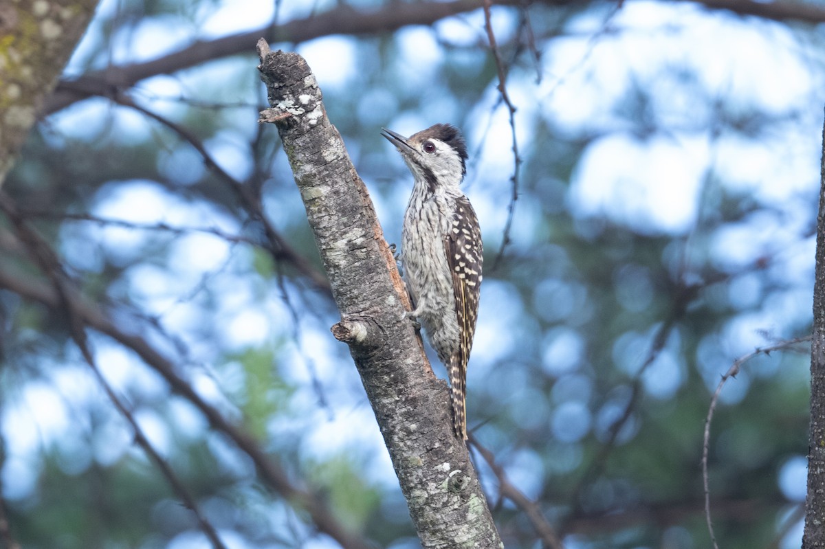 Cardinal Woodpecker - ML525914901