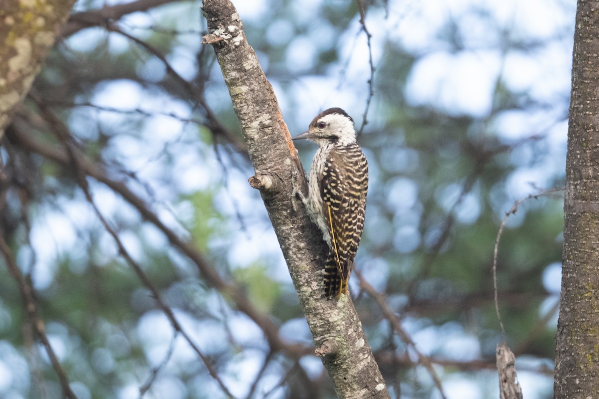 Cardinal Woodpecker - ML525914911