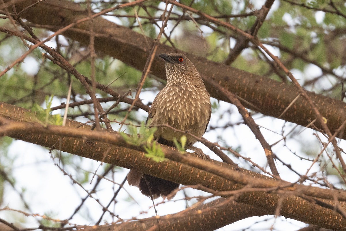 Arrow-marked Babbler - ML525914971