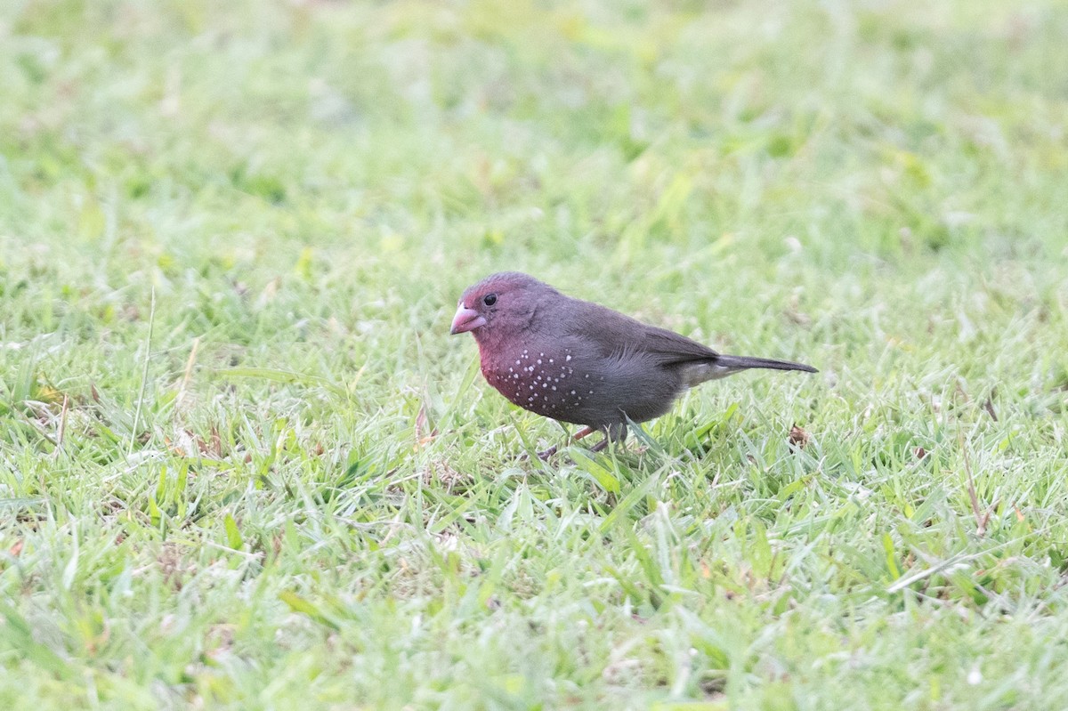 Brown Firefinch - John C. Mittermeier