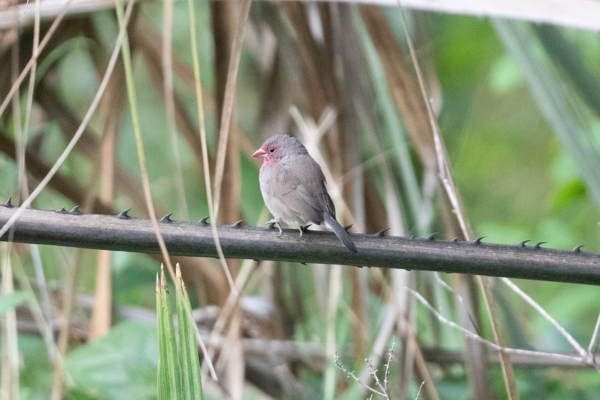 Brown Firefinch - ML525915081