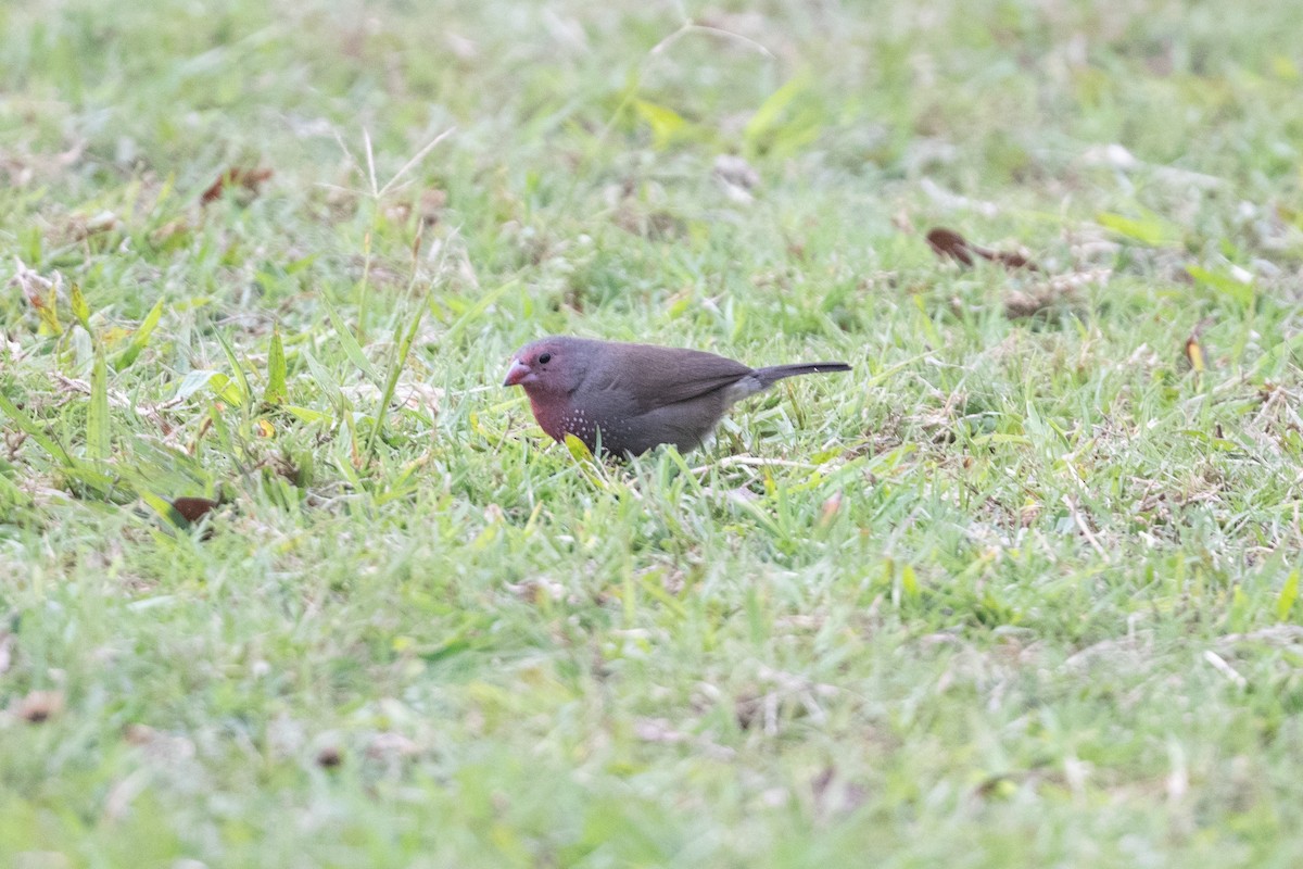 Brown Firefinch - ML525915101