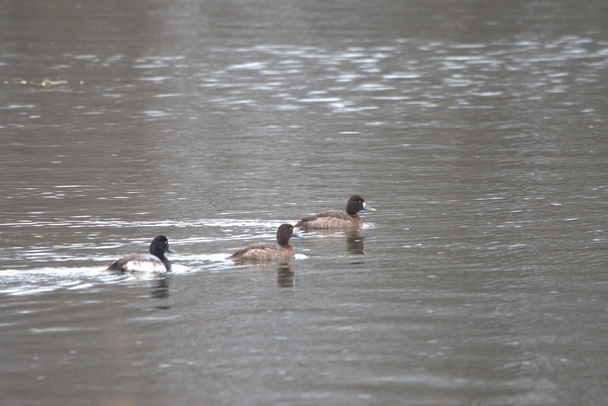 Lesser Scaup - ML525915431