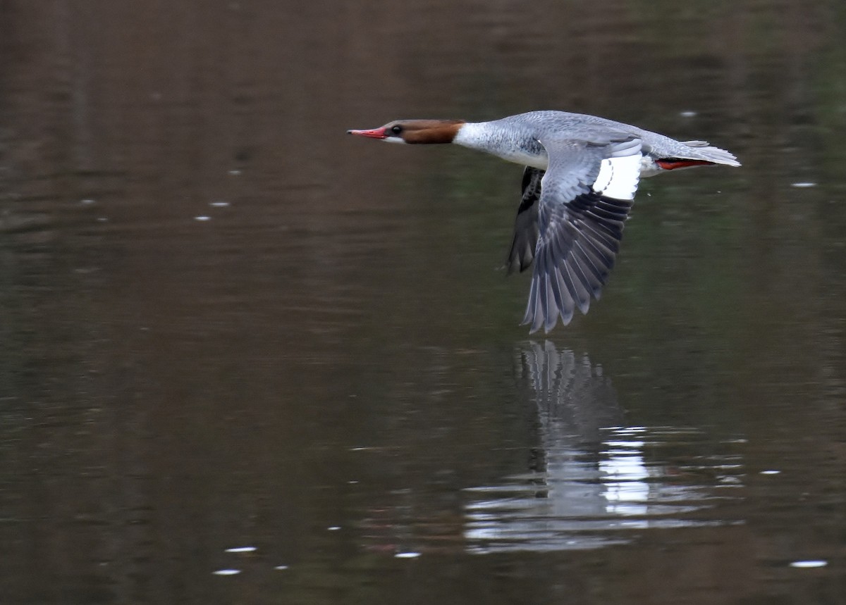 Common Merganser - Don Carbaugh