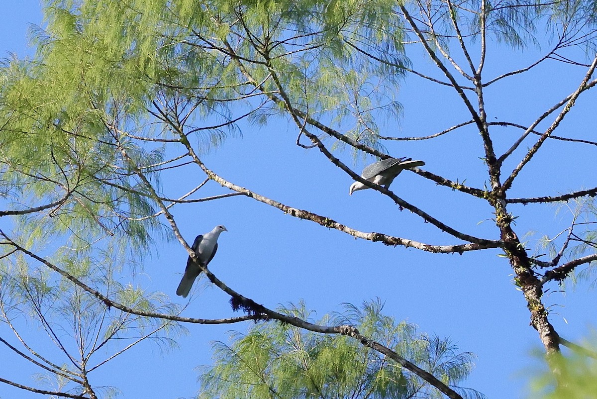 Pale Mountain-Pigeon - ML525916071