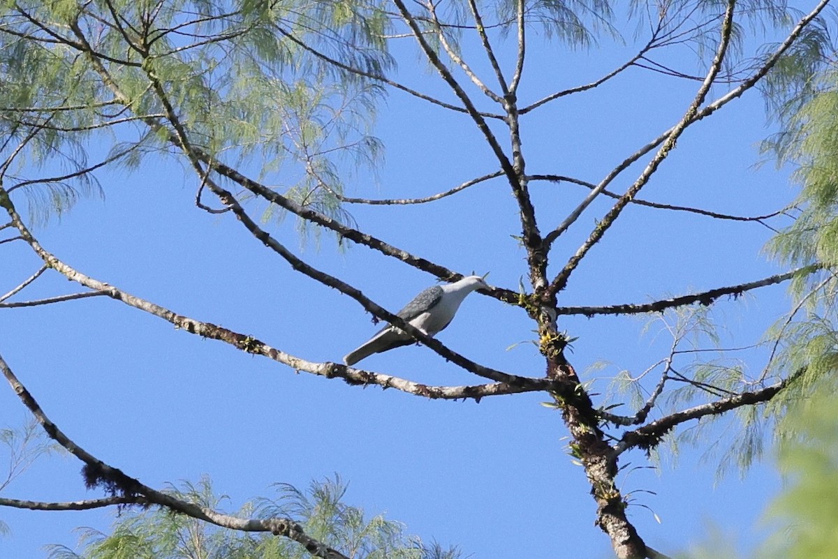 Pale Mountain-Pigeon - ML525916111