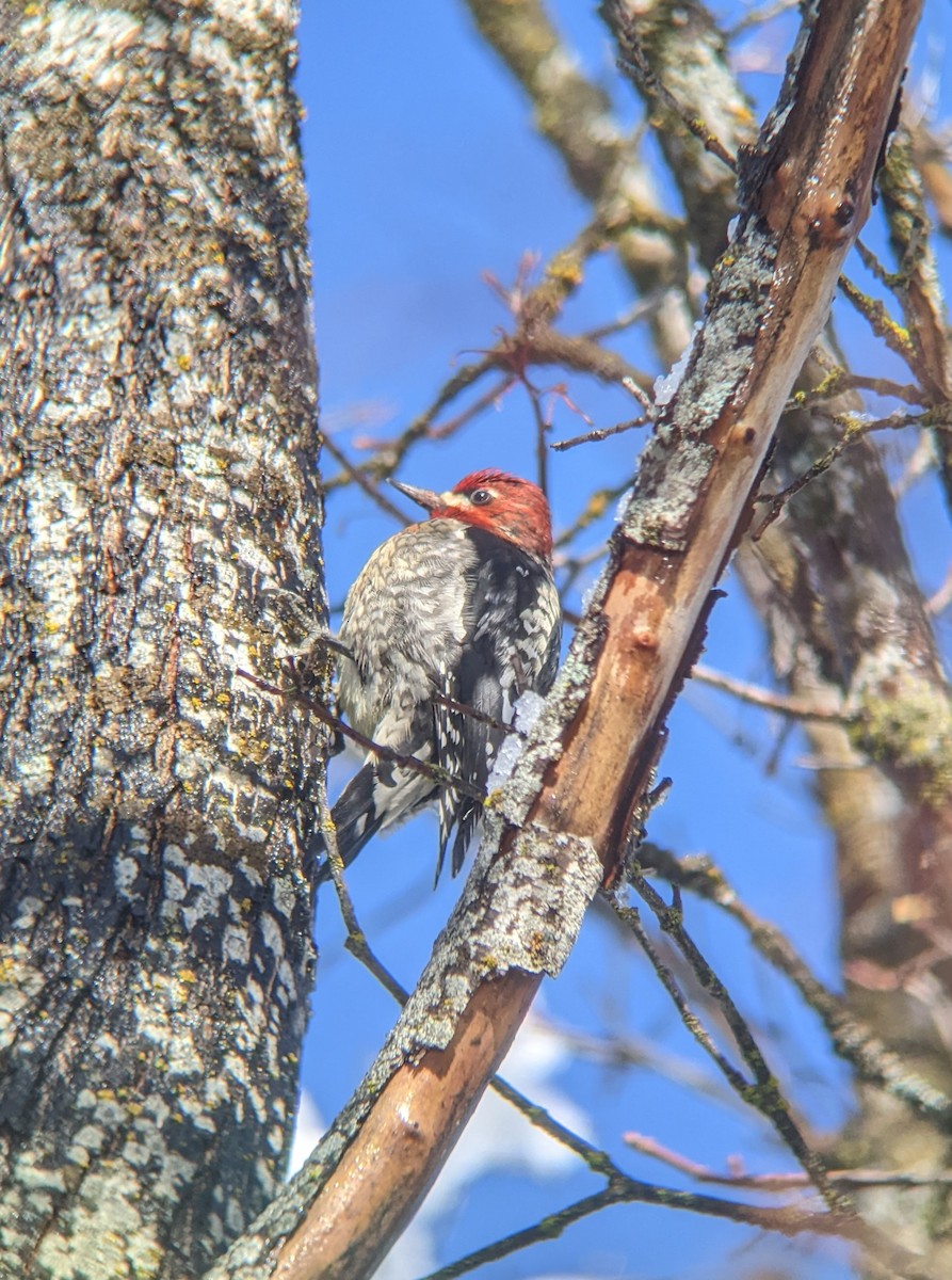 Red-breasted Sapsucker - ML525916671
