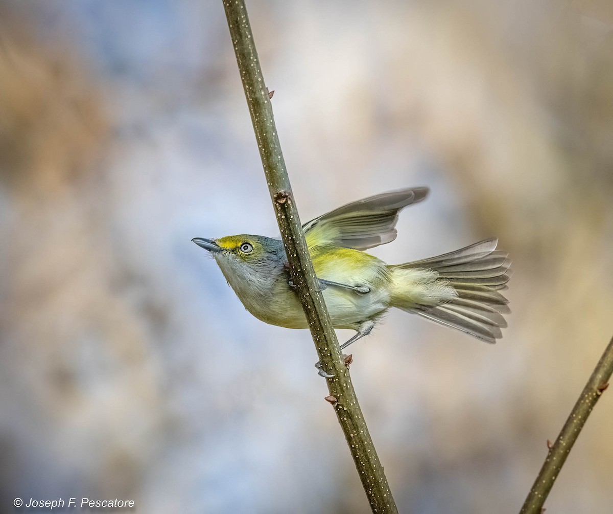 Vireo Ojiblanco - ML525917081