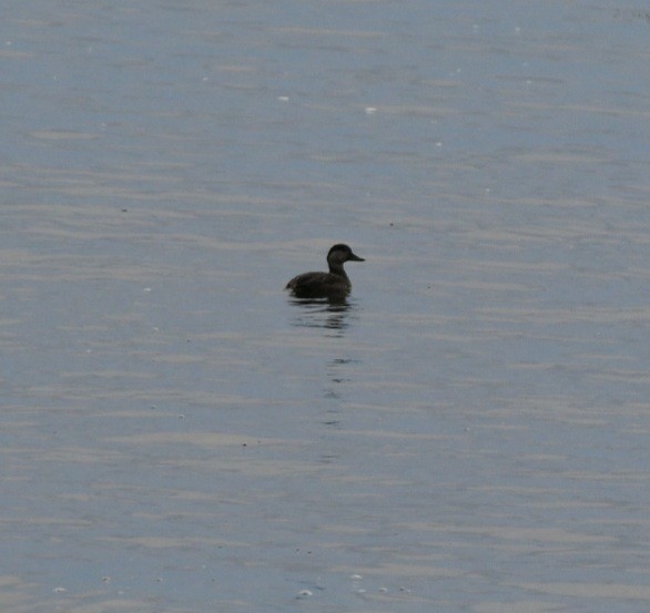 Black Scoter - ML525917981