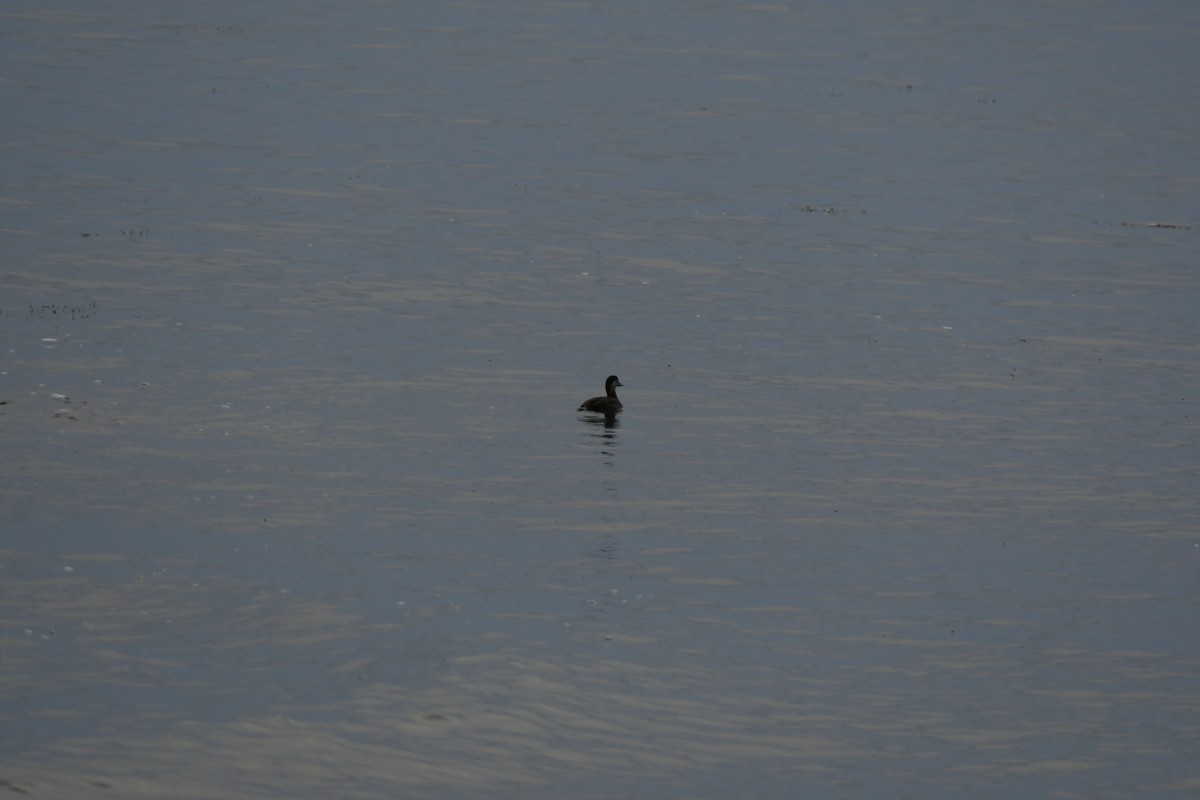 Black Scoter - ML525917991