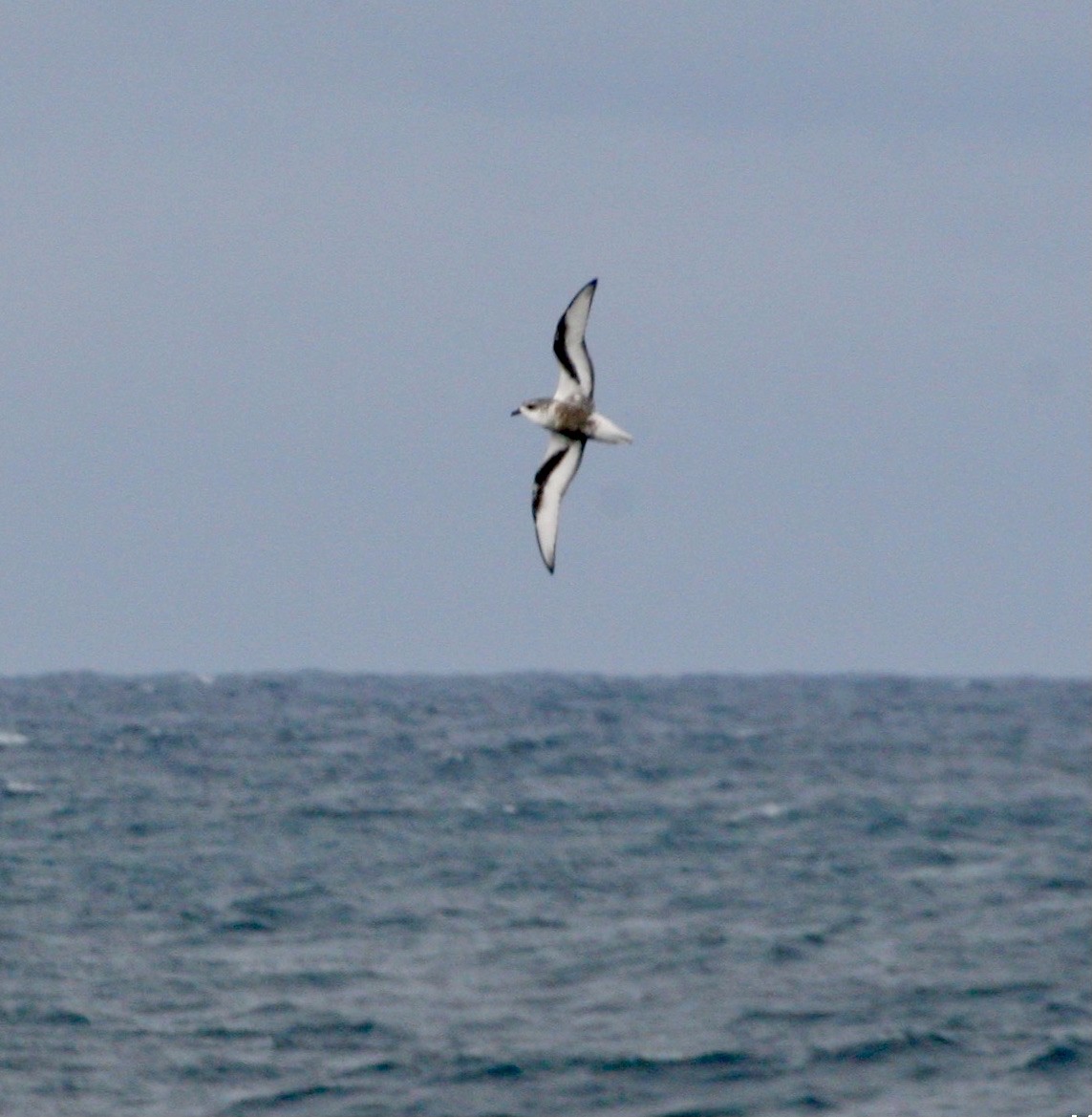 Mottled Petrel - ML525919121