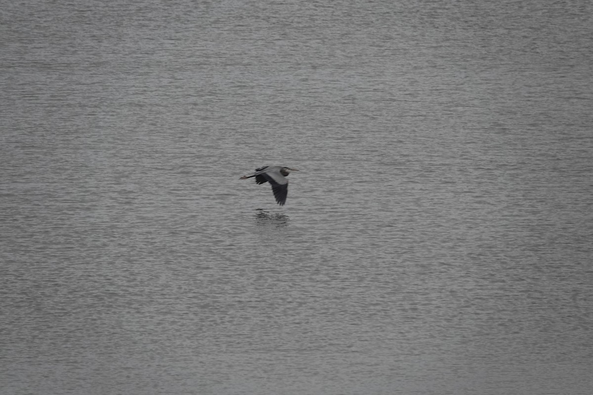 Great Blue Heron - ML525919471