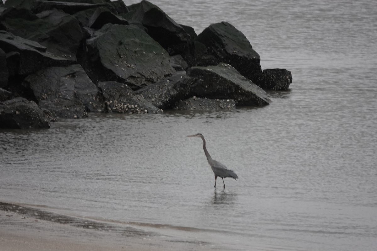 Great Blue Heron - ML525919511