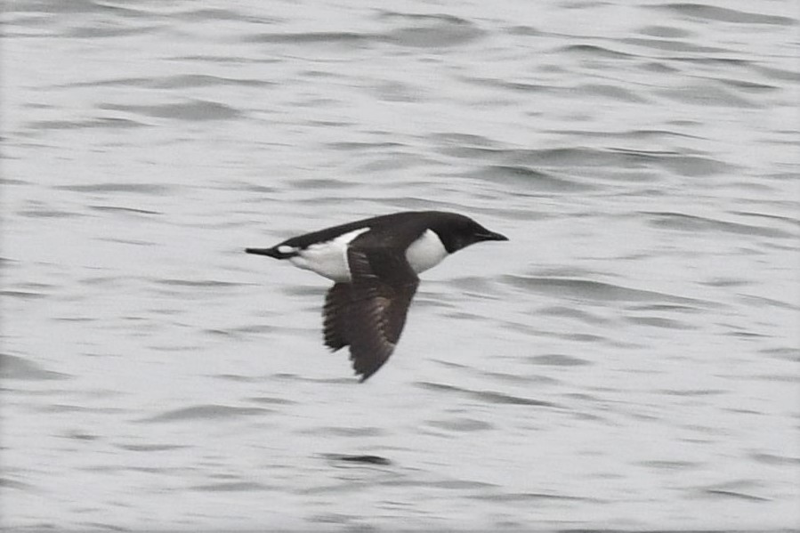 Thick-billed Murre - ML525919521