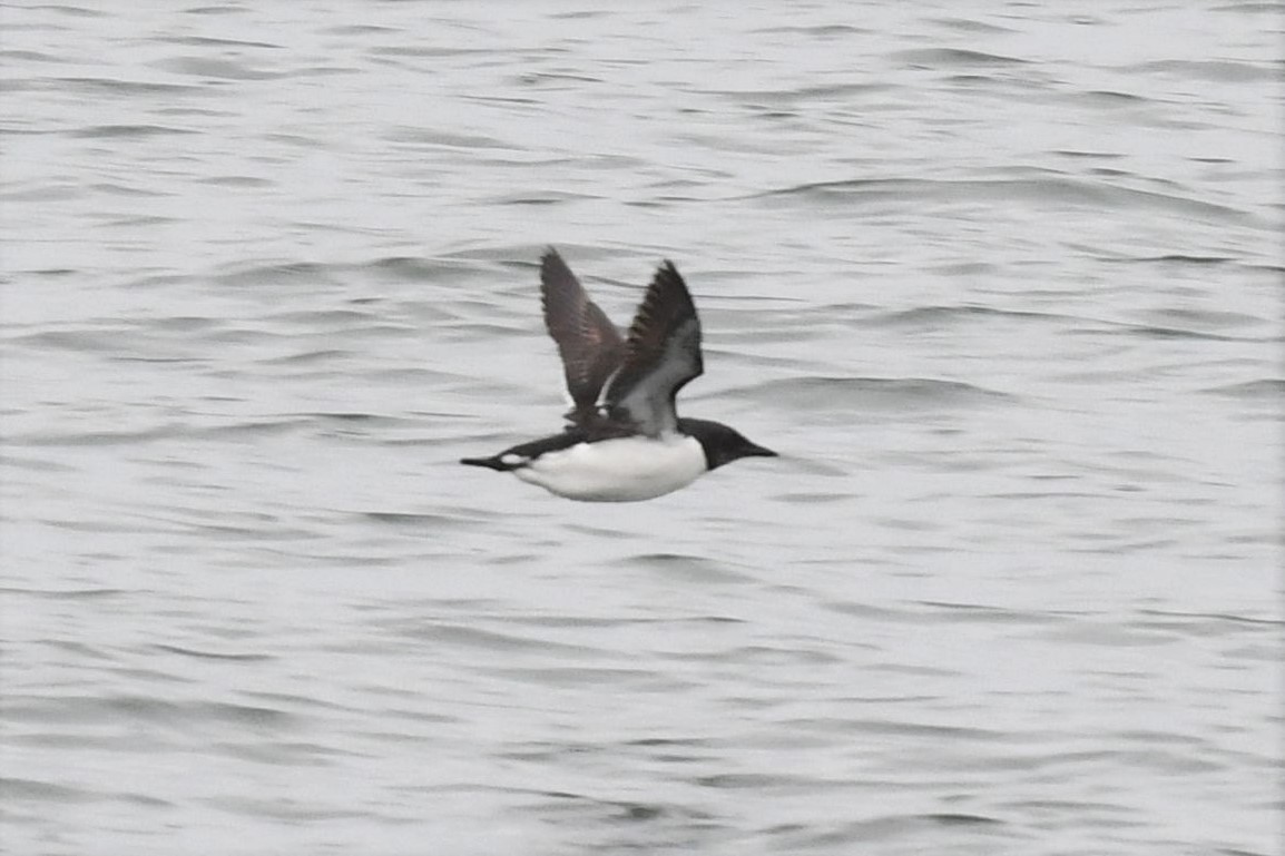 Thick-billed Murre - ML525919531