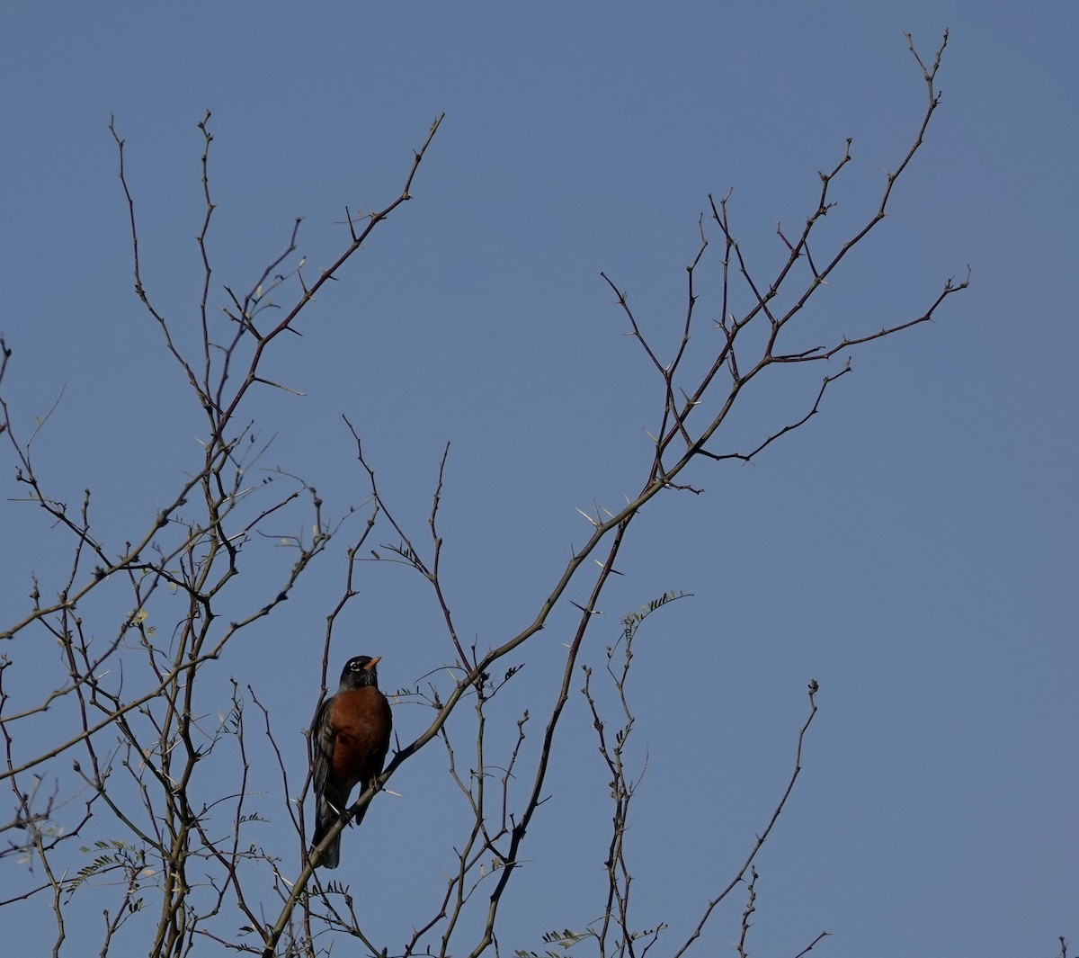 American Robin - ML525919831