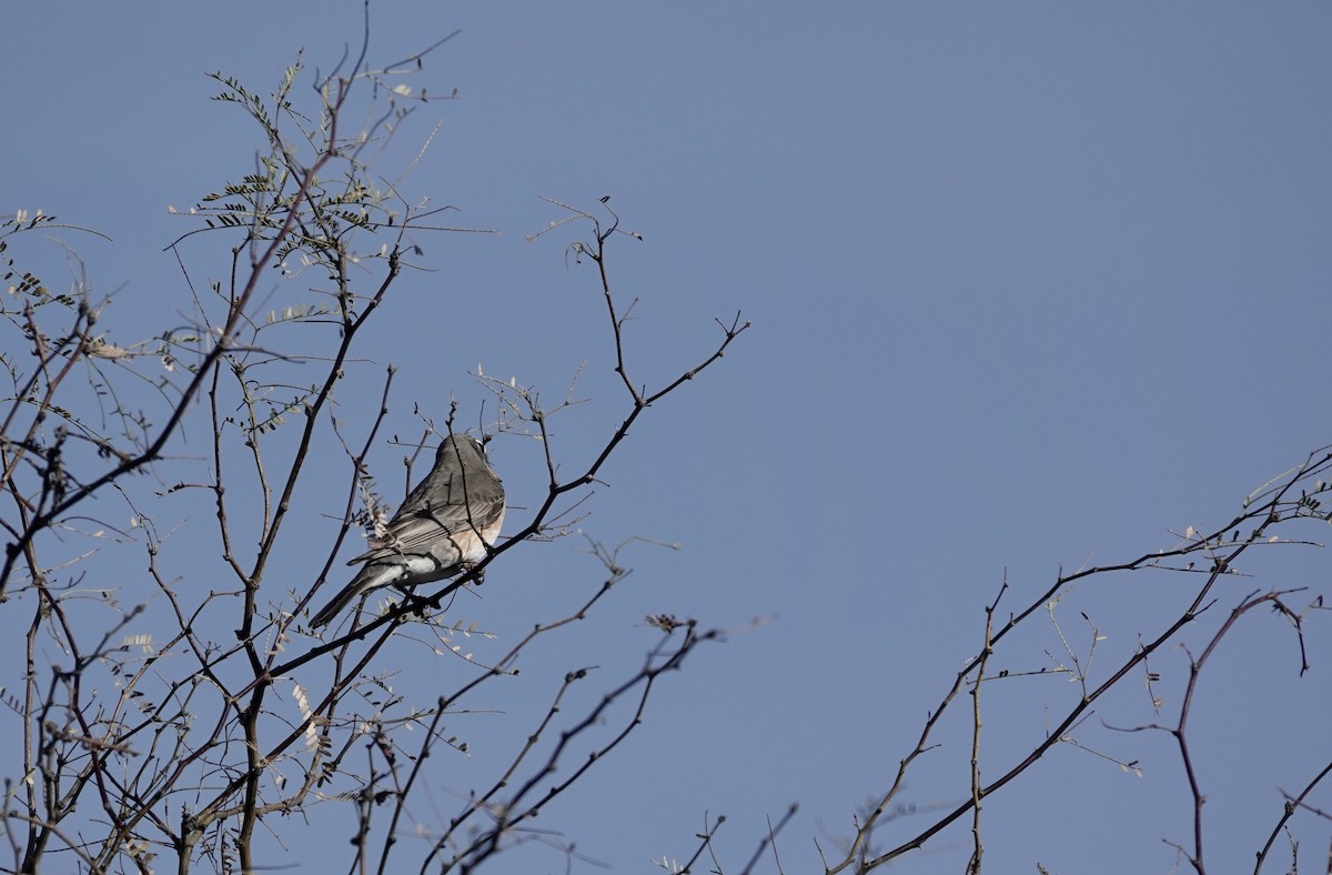 American Robin - ML525919841