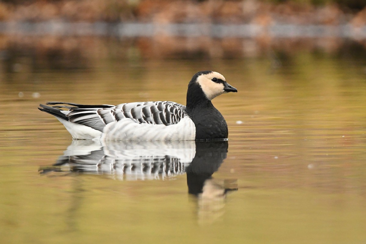 Barnacle Goose - ML525922251