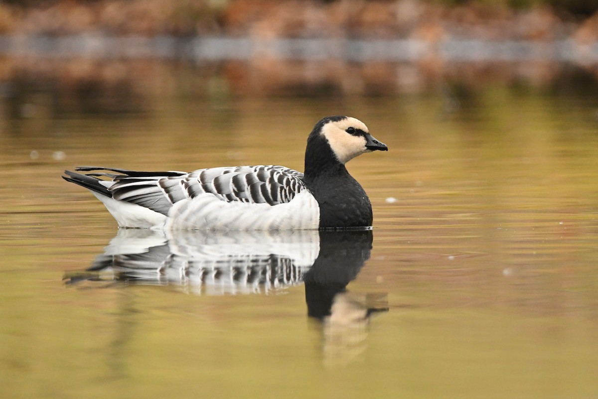 Barnacle Goose - Dan O'Brien