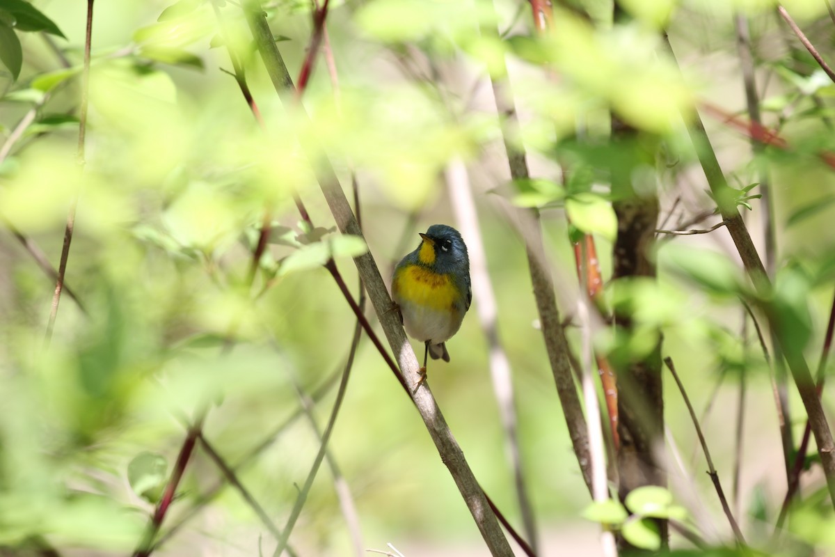 Northern Parula - Lauri Mattle