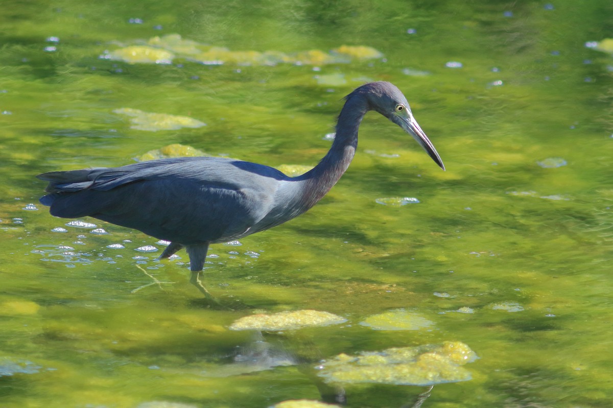 Little Blue Heron - James McKenzie