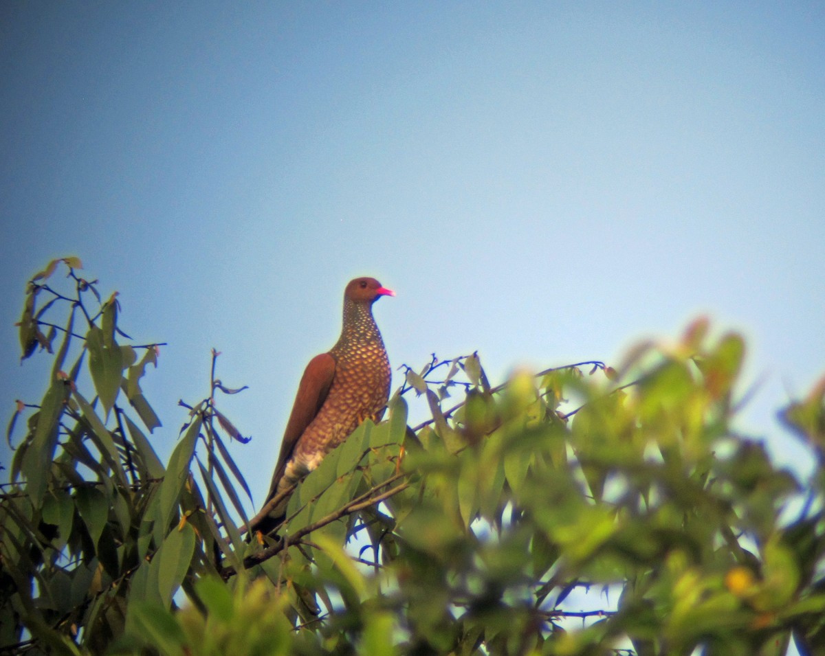 Scaled Pigeon - ML525923731