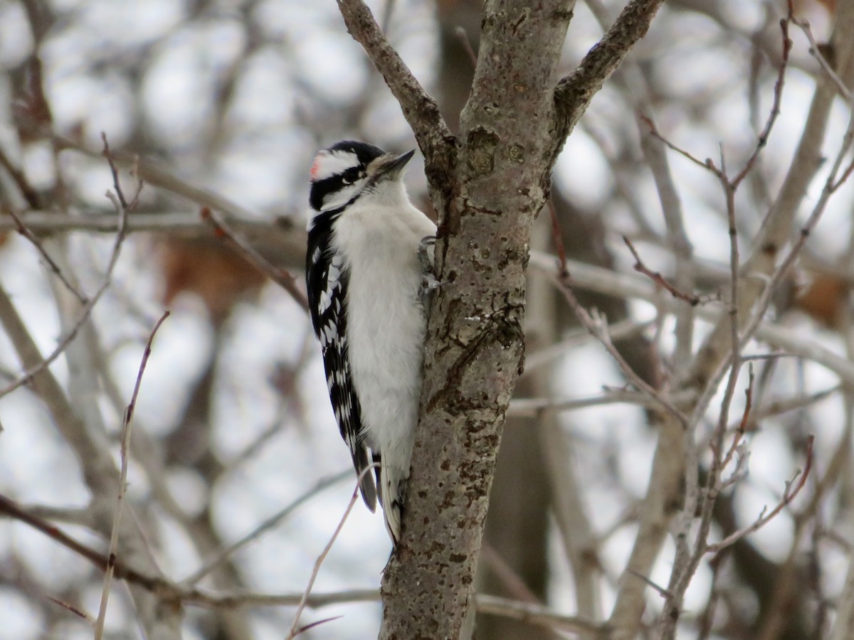 Downy Woodpecker - Christine Cote