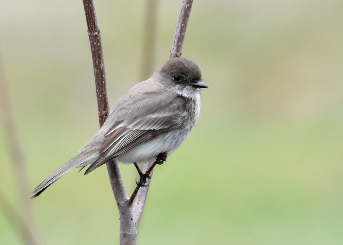 Eastern Phoebe - Don Carbaugh