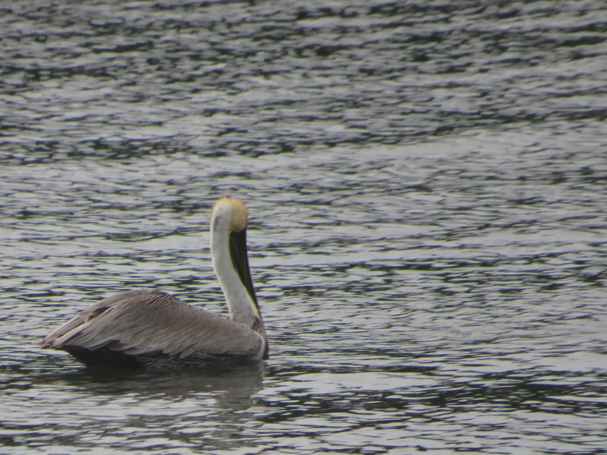 pelikán hnědý - ML525925161