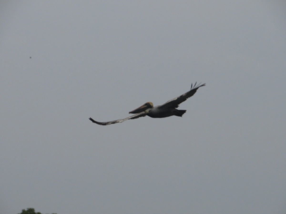 pelikán hnědý - ML525925181