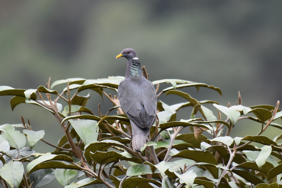 Band-tailed Pigeon - Timothy Leque