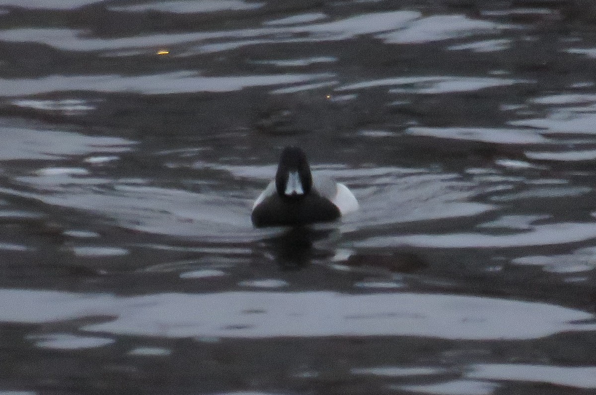 Greater Scaup - Josh Fecteau