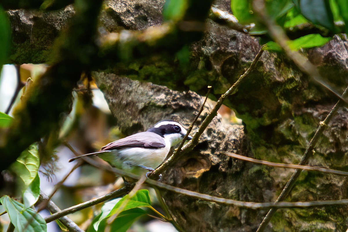 Gray-green Bushshrike - ML525928491