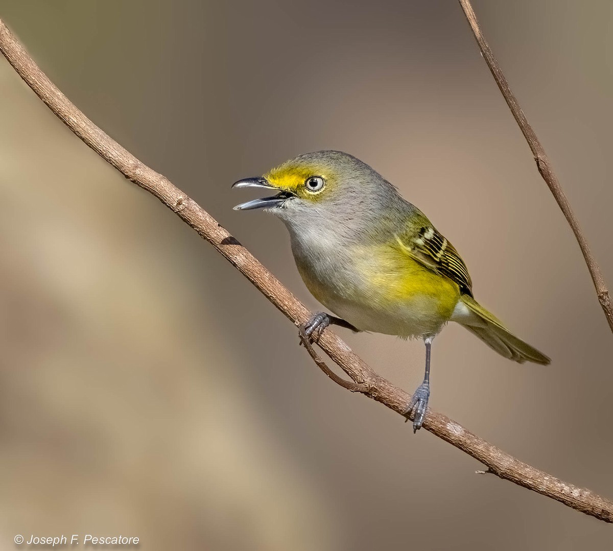 Vireo Ojiblanco - ML525928541