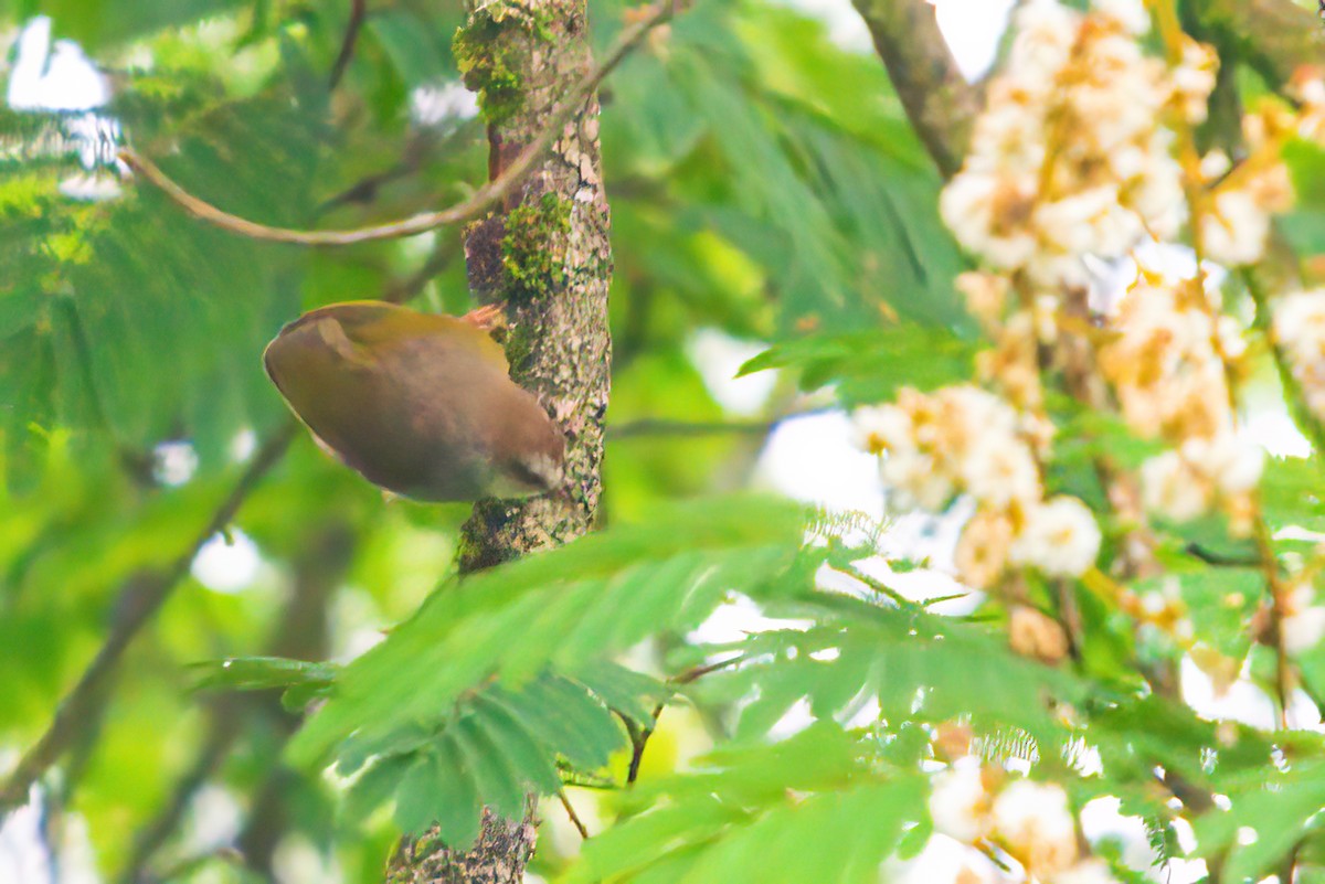 White-browed Crombec - ML525928591