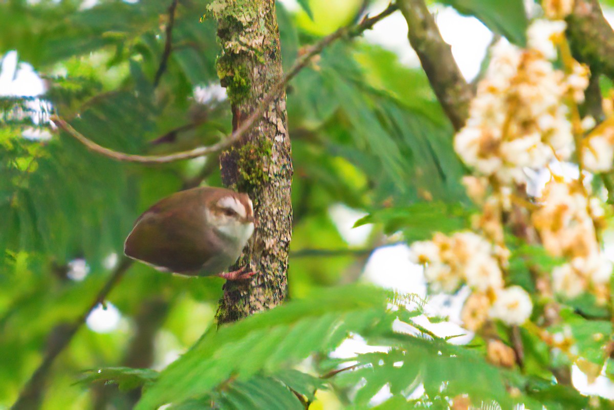 White-browed Crombec - ML525928601