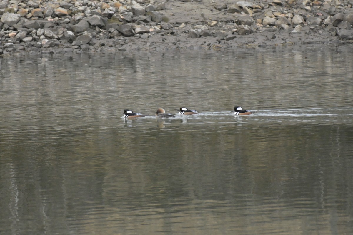 Hooded Merganser - ML525929011