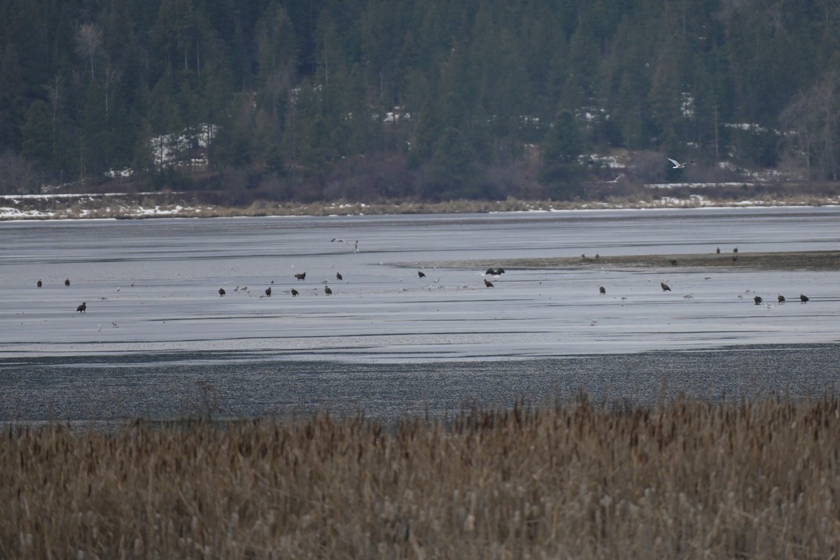 Bald Eagle - ML525929101