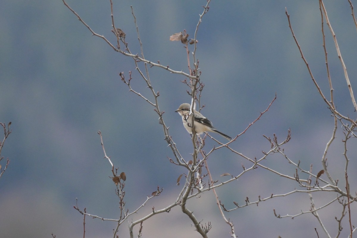 Northern Shrike - ML525929181