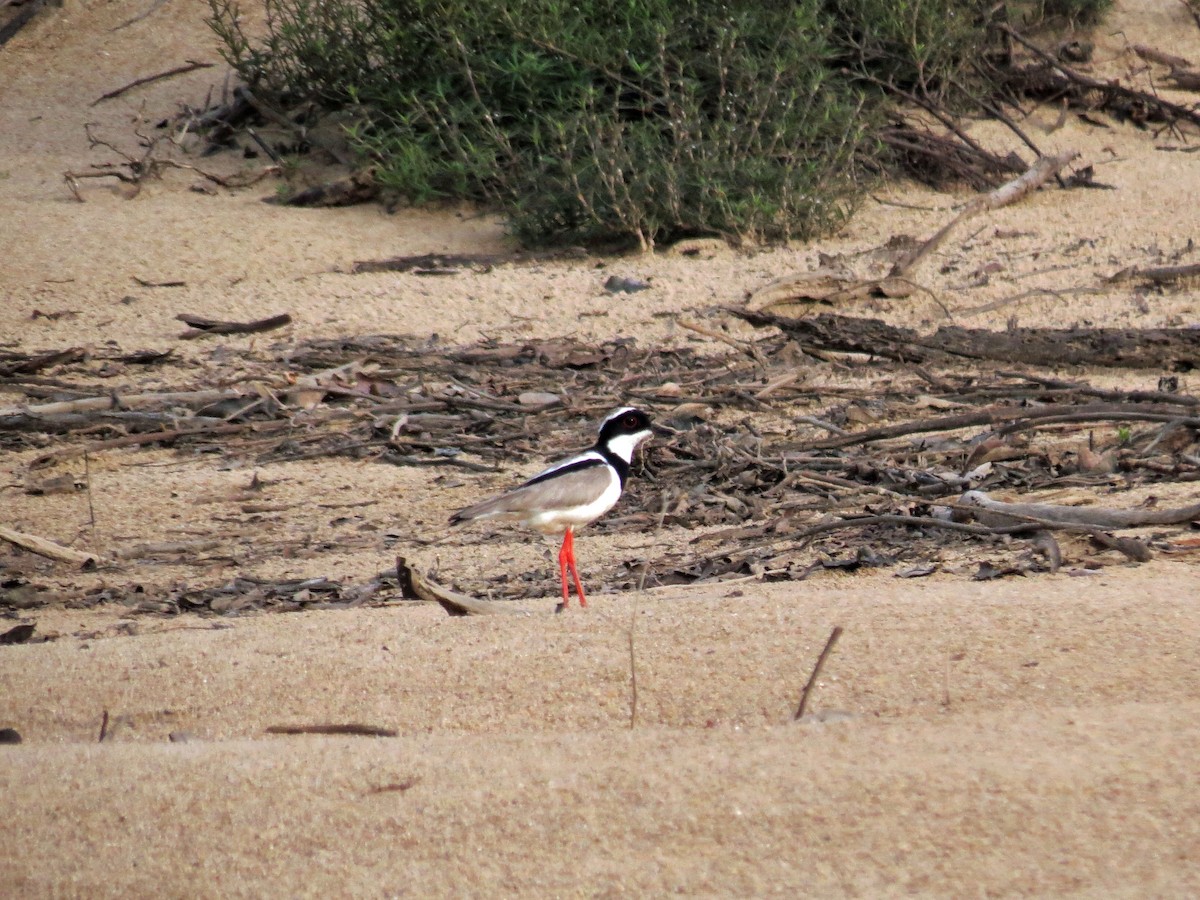 Pied Plover - Roger Robb