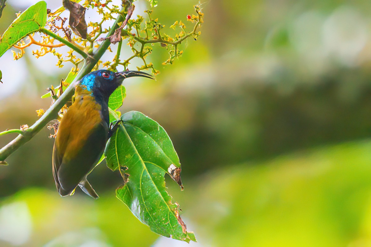 Blue-headed Sunbird - Jaap Velden