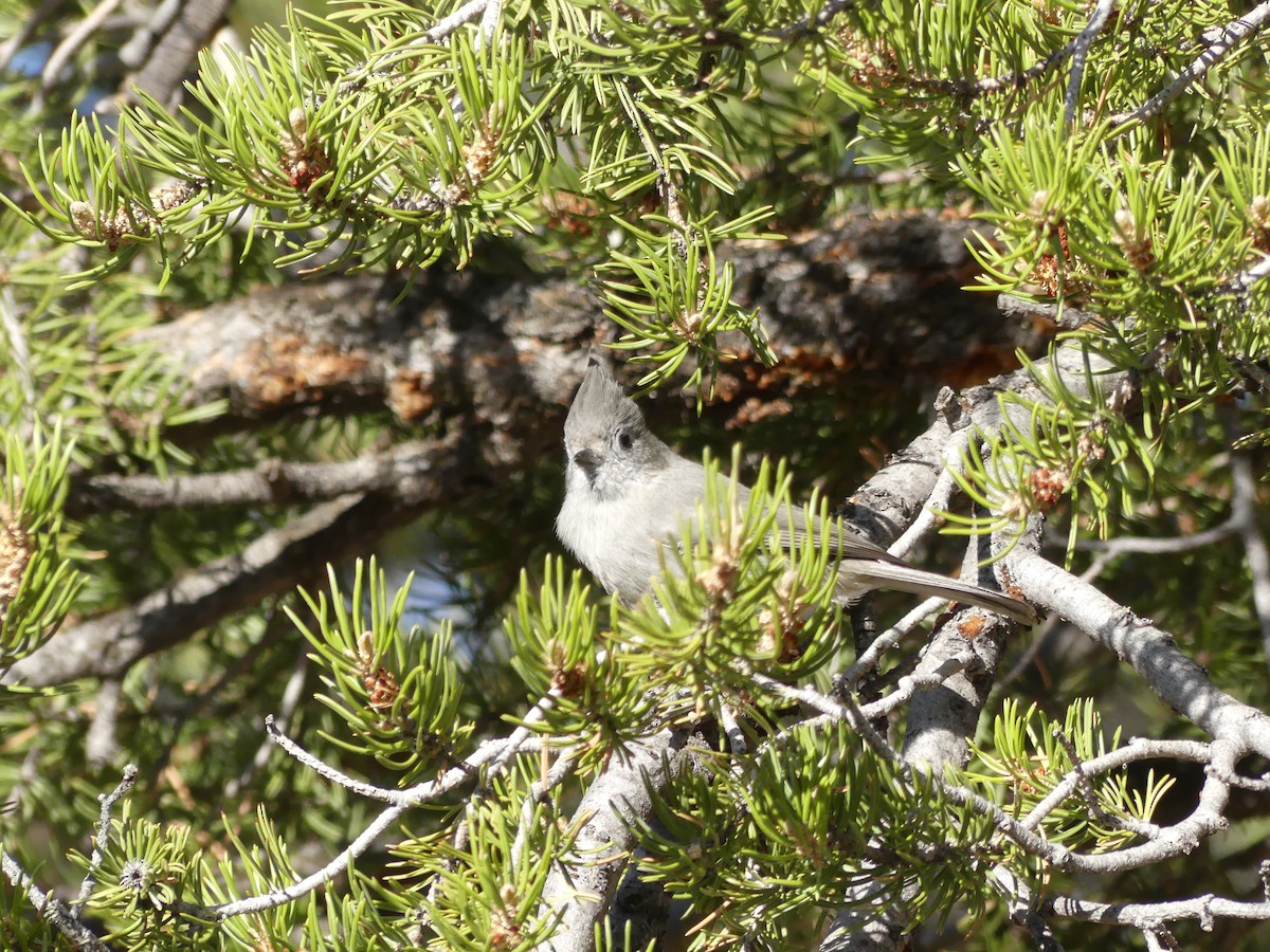 Juniper Titmouse - ML525931241