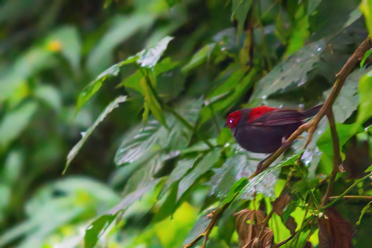 Dusky Crimsonwing - ML525931391