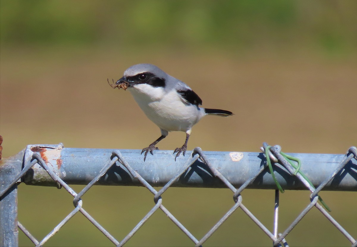 Loggerhead Shrike - ML525931701