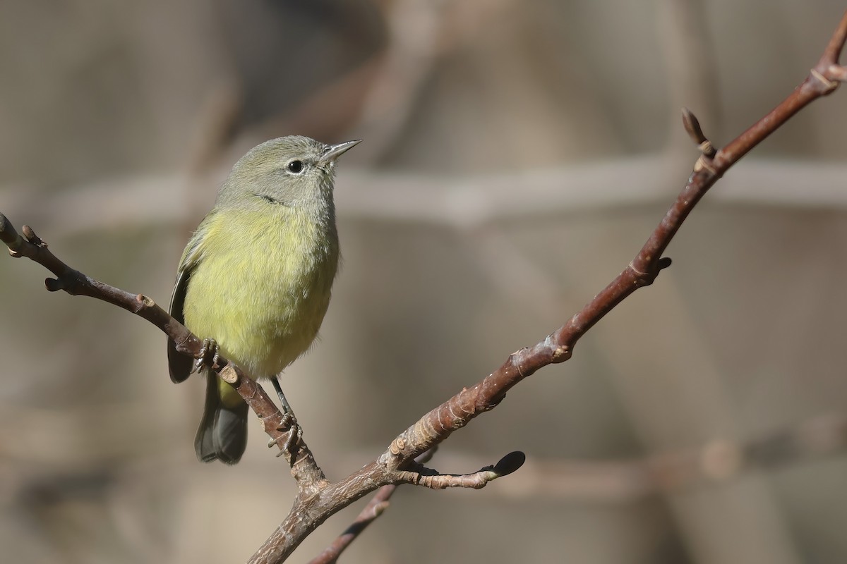 Orange-crowned Warbler - ML525932331