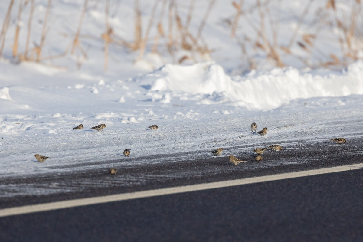 Common Redpoll - ML525932841