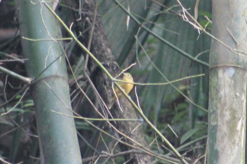 Tyranneau à poitrine jaune - ML525933511