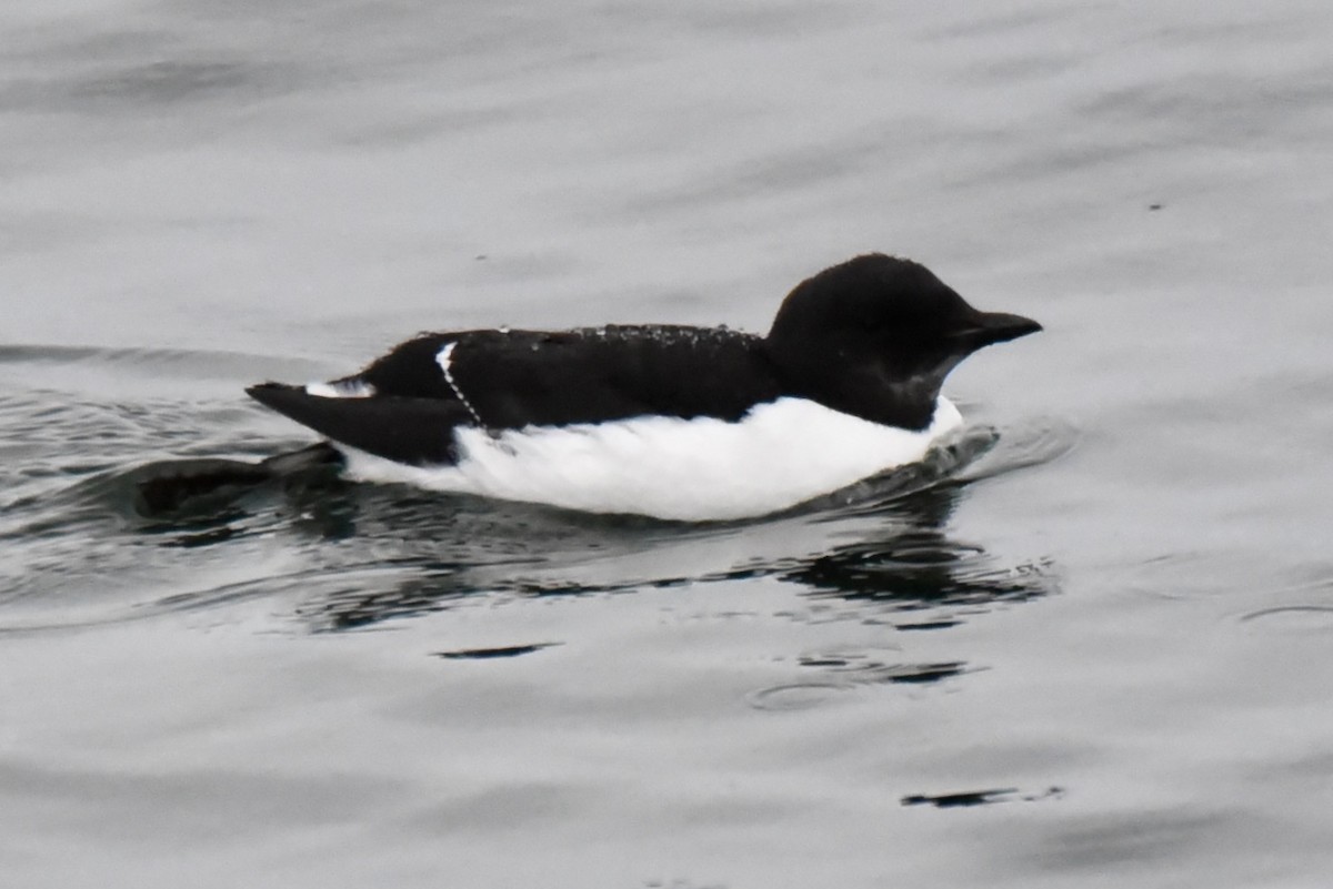 Thick-billed Murre - ML525934881