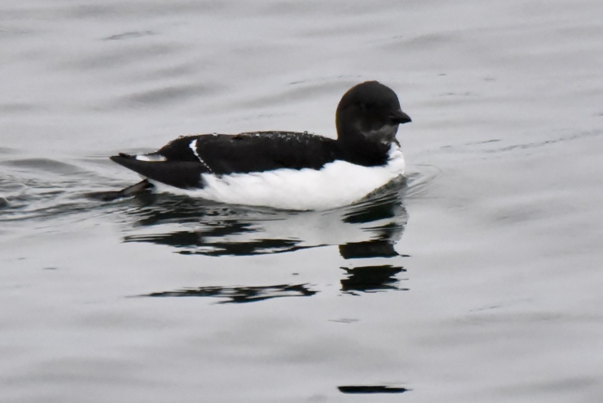 Thick-billed Murre - ML525934891